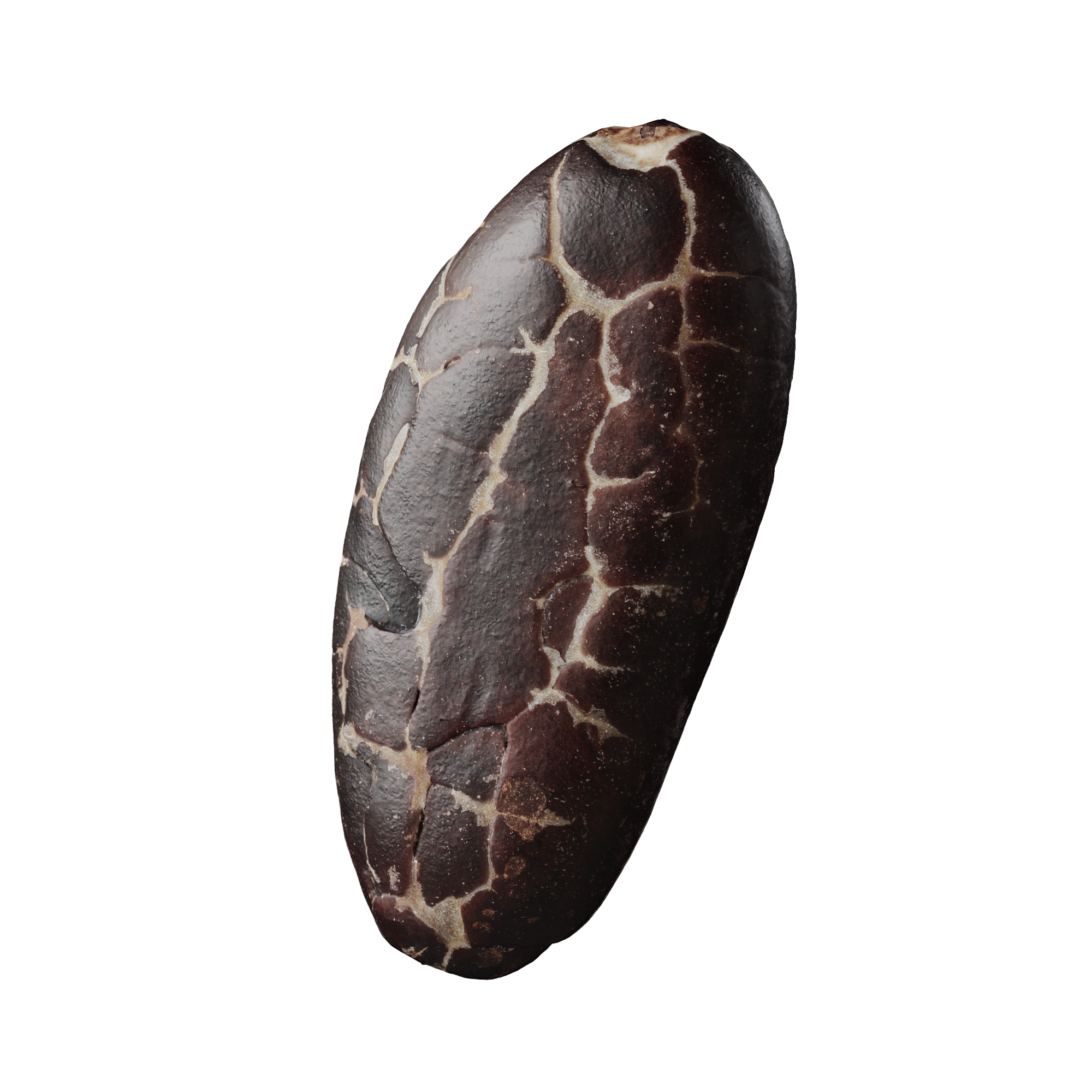 veedpo cocoa bean 3d scan 002 3d model preview