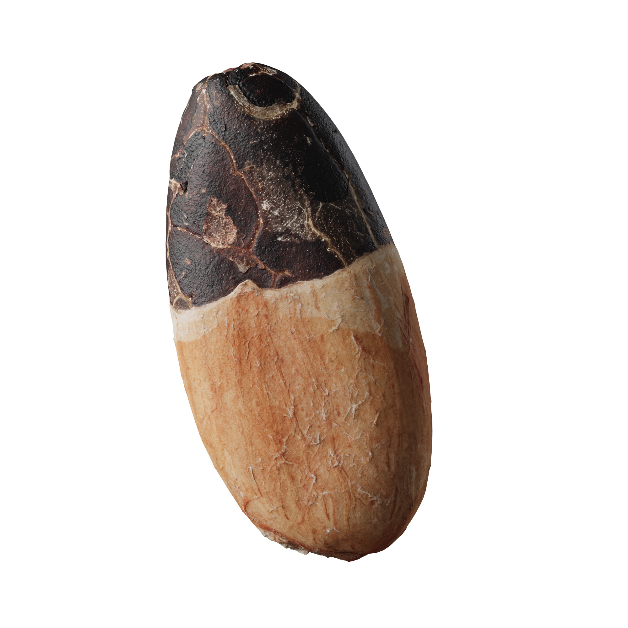 veedpo photorealistic cocoa bean 004 3d scan 3d model preview