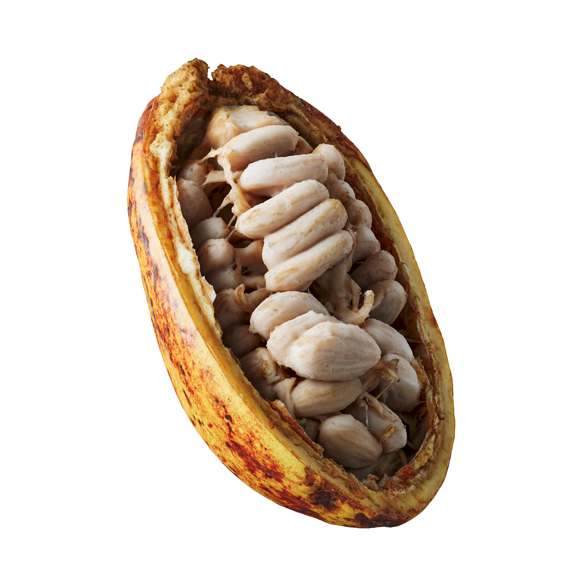 cocoa pod cocoa fruit 3d scan 3d photorealistic model 006 veedpo cocoa cacao chocolate