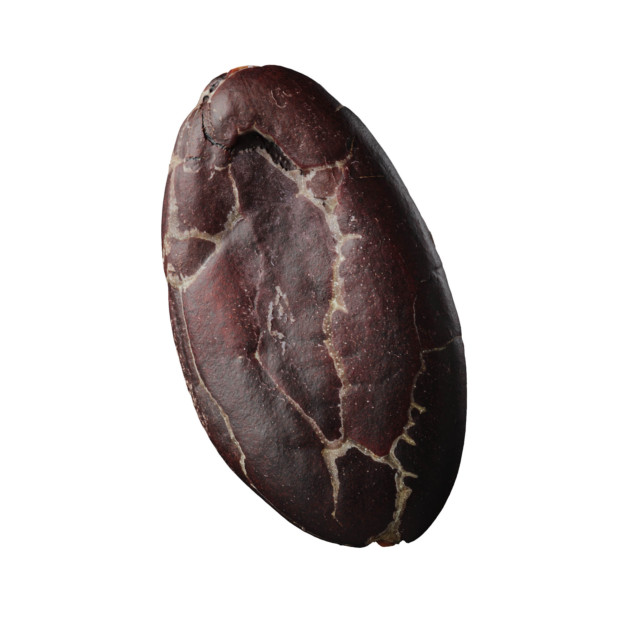 cocoa bean 3d scan photorealistic 3d model 06 veedpo cocoa cacao chocolate