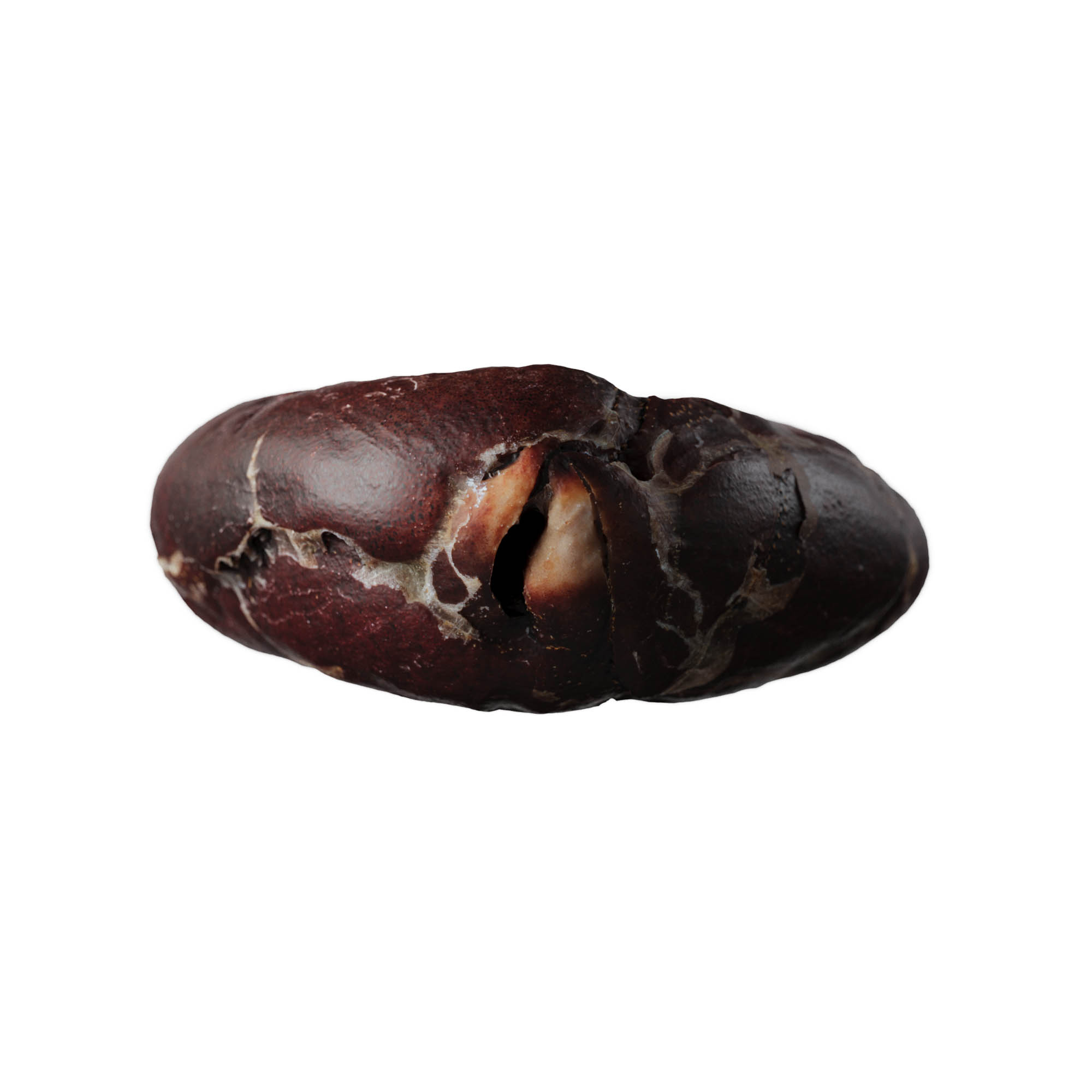 cocoa bean 3d scan photorealistic 3d model 06 veedpo cocoa cacao chocolate